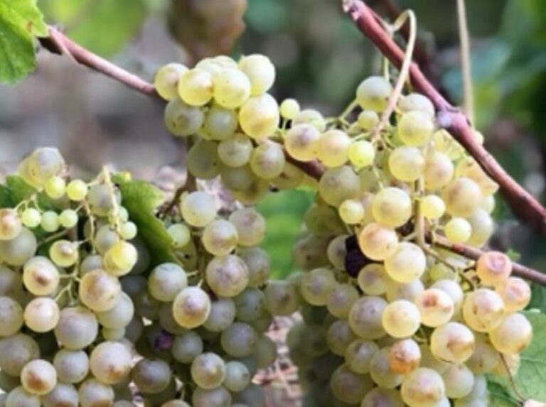 Ruzzese: a Bonassola torna un grande vino amato da Papa Farnese e scomparso da un secolo