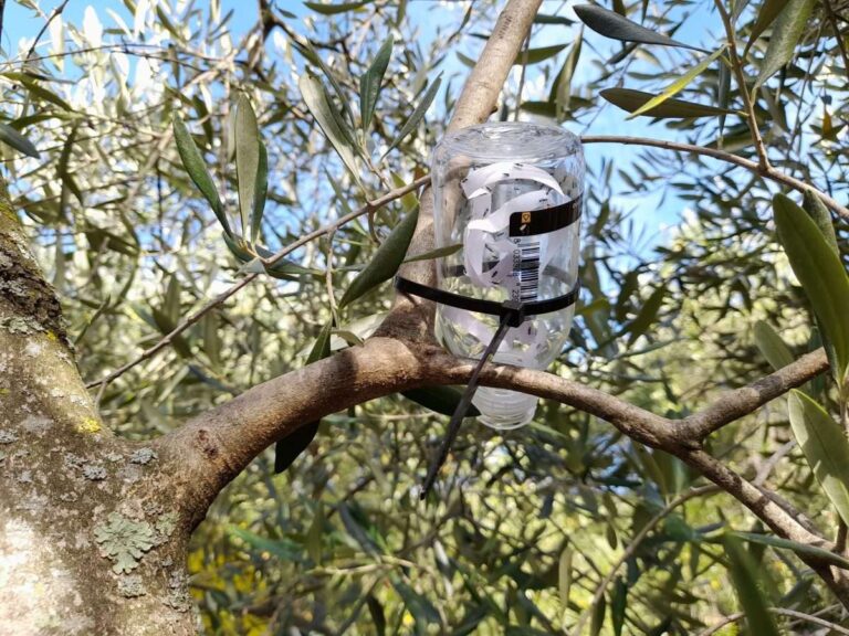 Cimice asiatica, al via questa mattina in Liguria i lanci di insetti per la lotta biologica