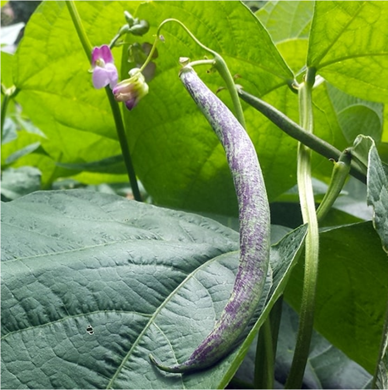 Fagiolino Bobis “pelandrone” di Albenga