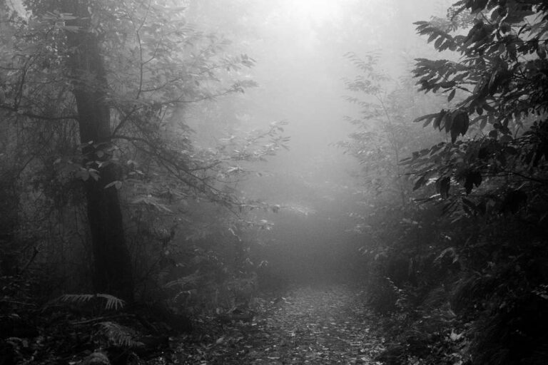 Into a Forest’s Breath