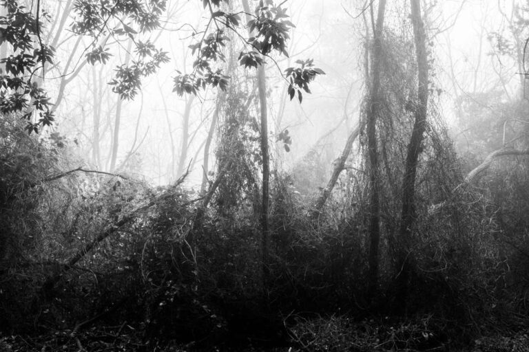 Into a Forest’s Breath