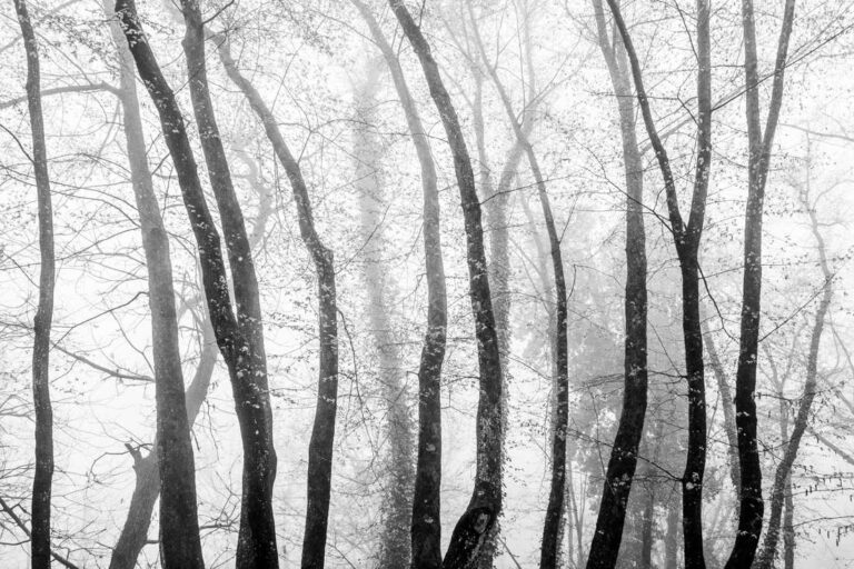 Into a Forest’s Breath