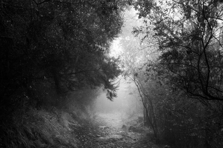 Into a Forest’s Breath