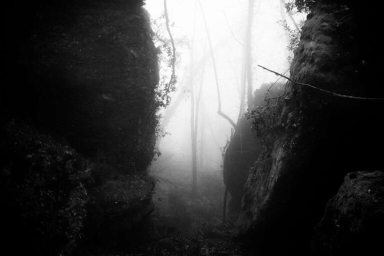 Into a Forest’s Breath