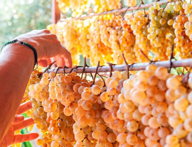 Vendemmia 2023, Cia Savona: “Annata nel segno della qualità e della quantità”