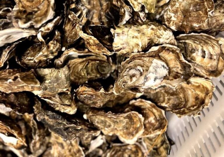 La Spezia 6-8 ottobre, festival dedicato all’ostrica italiana