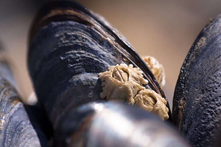 La Spezia, vivai di mitili spostati all’esterno della diga foranea