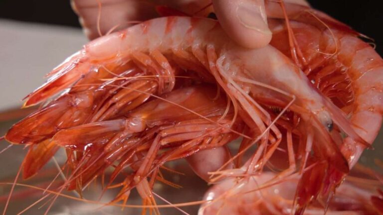 Le Camere di Commercio Riviere di Liguria e delle Marche in vetrina al Villaggio del Festival