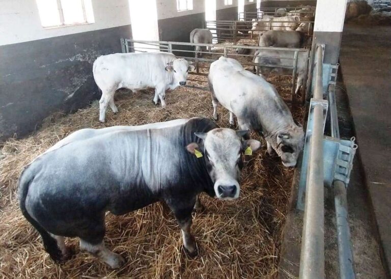 Crisi agricoltura, Cia: nel savonese ridotti della metà gli allevamenti