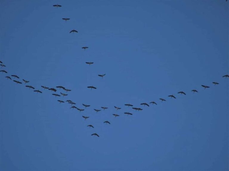 Parco dei Beigua, occhi aperti e naso in su: al via la stagione delle migrazioni