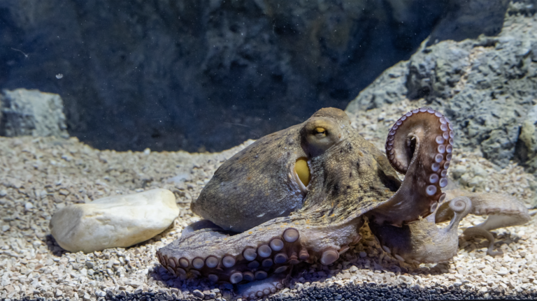 L’Acquario apre una nuova sala dedicata alle aree marine protette liguri, siglato anche accordo quadro