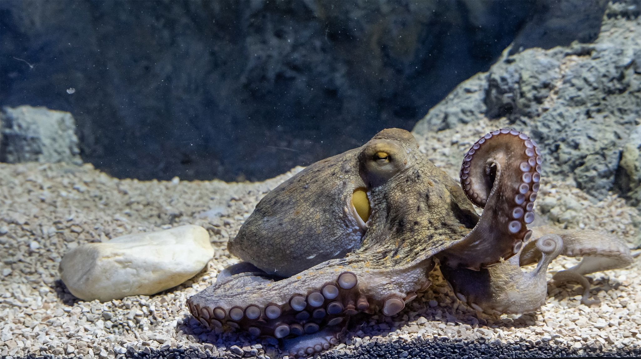 L’Acquario apre una nuova sala dedicata alle aree marine protette liguri, siglato anche accordo quadro L’Acquario apre una nuova sala dedicata alle aree marine protette liguri, siglato anche accordo quadro