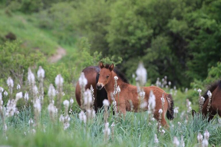 Nelle Valli del Parco dell’Aveto i primi appuntamenti della primavera