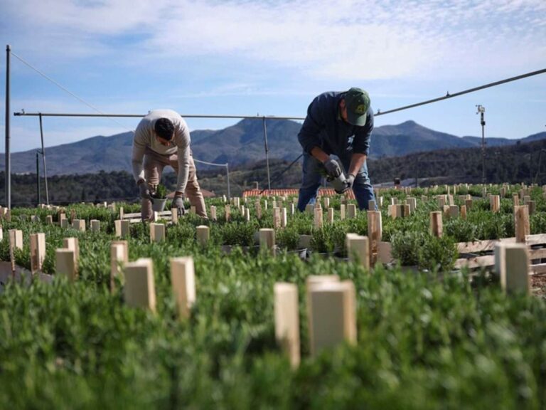 Imprese, nel 2024 in provincia di Savona saldo negativo per 78 unità