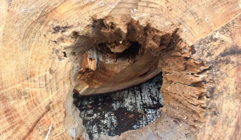 Scalinata Borghese, Genova: rimossi alberi a rischio crollo per infezione da fungo parassita