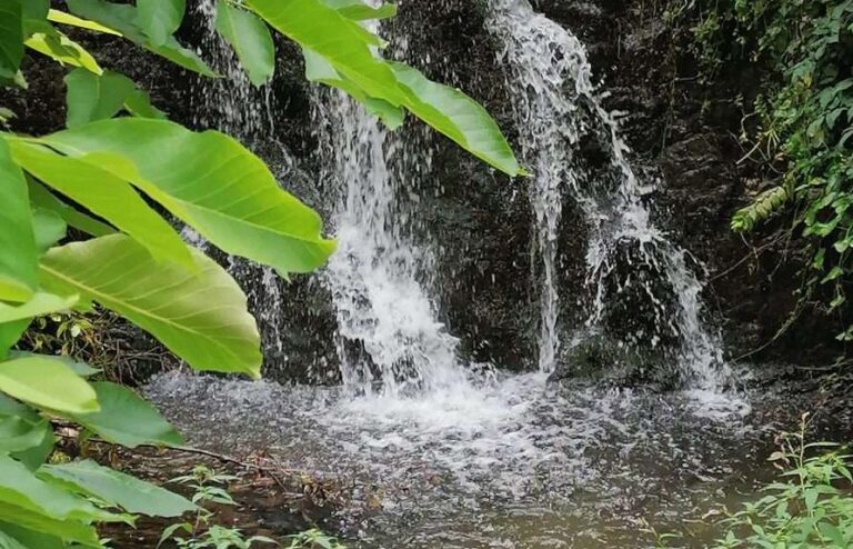 Sestri Ponente, domenica 26 maggio passeggiata botanica nella valletta del rio Molinassi