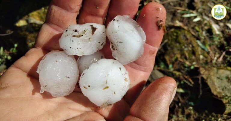 Maltempo nel Tigullio, Coldiretti: “Agricoltori in difficoltà”