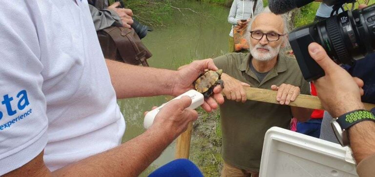 Ad Albenga rilasciate in natura 10 testuggini palustri Emys orbicularis ingauna