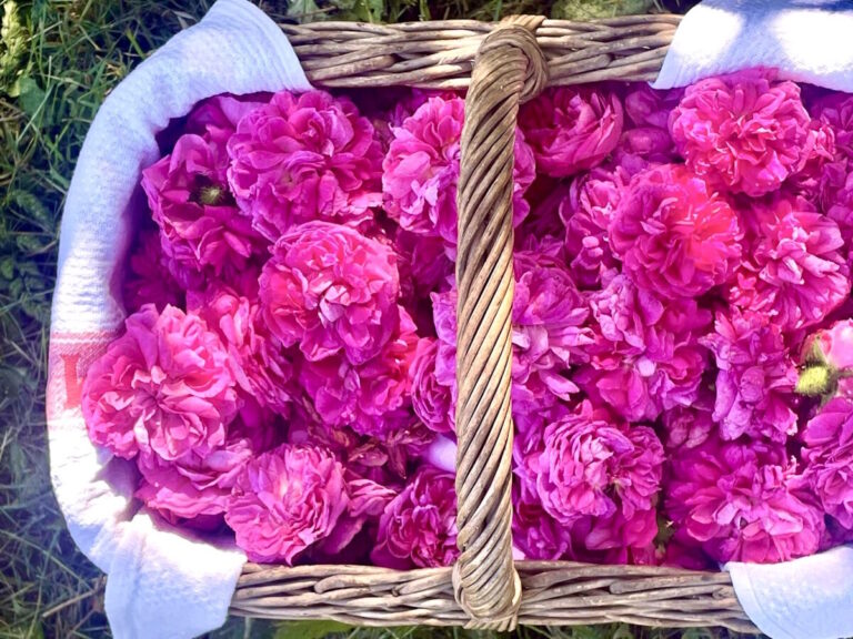 Sabato 8 e domenica 9 giugno a Busalla torna la Festa delle Rose