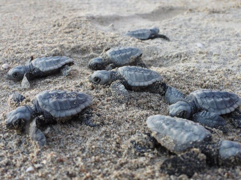 Tartarughe marine, cinque nidi identificati in Liguria