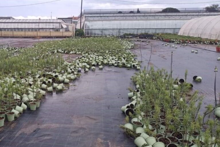 Alluvione ad Albenga: 100 aziende Coldiretti danneggiate, perdite per 25 mln