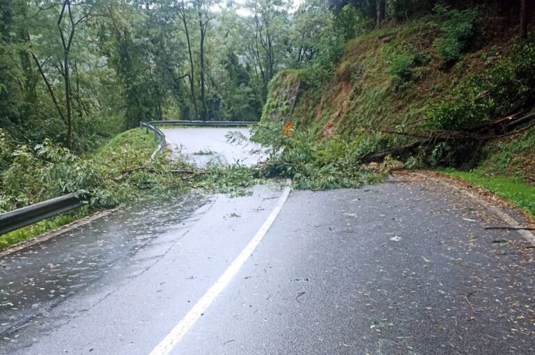 alberi 26settembre 01 maltempo vento