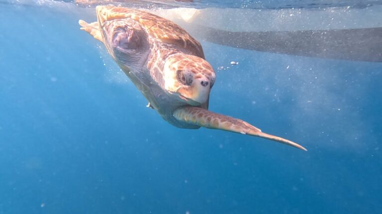 La tartaruga Silva dopo oltre 10 mesi di riabilitazione all’Acquario torna al mare
