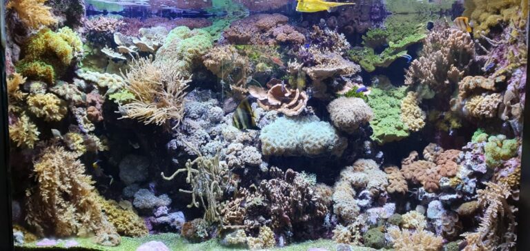 Acquario di Genova, nuovo percorso espositivo alla scoperta delle scogliere coralline con SpongeBob