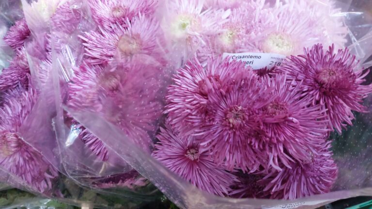 Il crisantemo simbolo del florovivaismo ligure a novembre