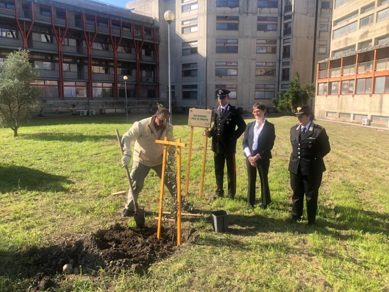 Un leccio donato all’ospedale San Bartolomeo di Sarzana