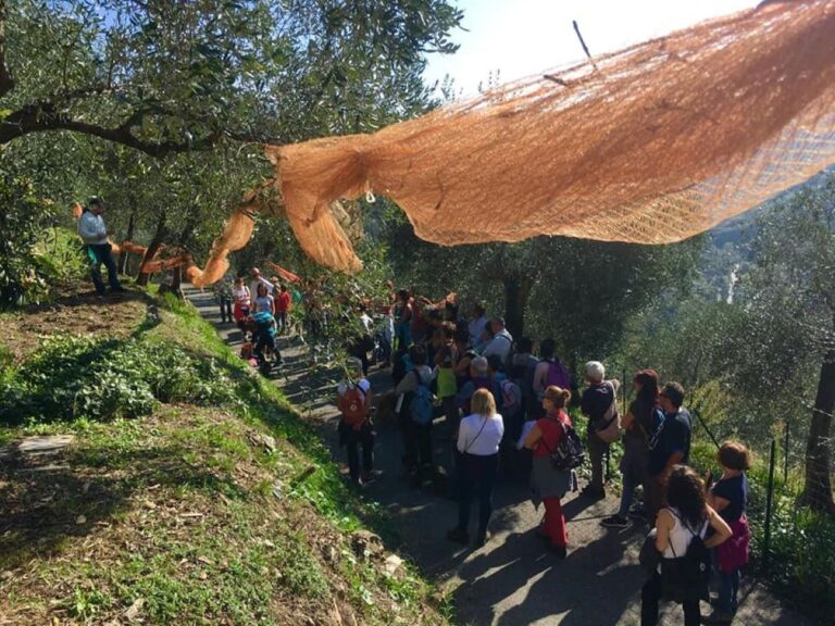 Domenica 27 ottobre torna la Camminata tra gli olivi in 15 città della Liguria