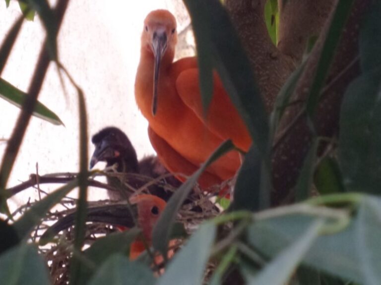 Nella Biosfera è nato un pulcino di ibis scarlatto