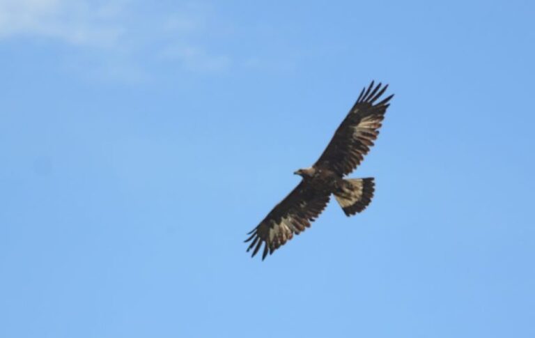 Parco del Beigua, domenica 3 novembre escursione sulle tracce di grandi e piccoli predatori