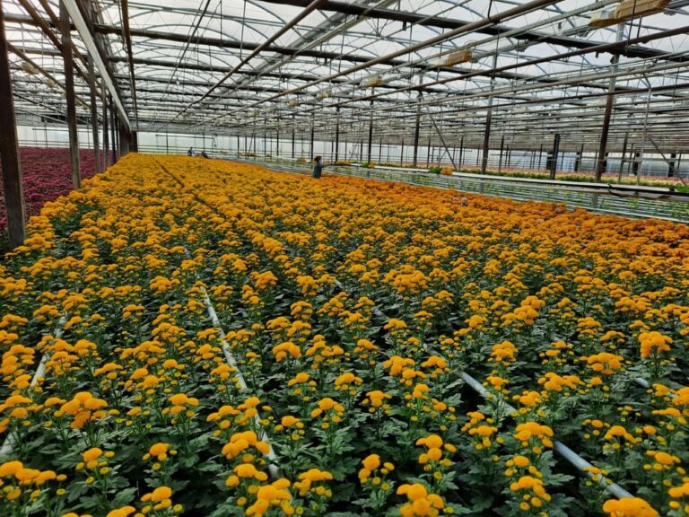 A Sanremo il secondo congresso internazionale del fiore