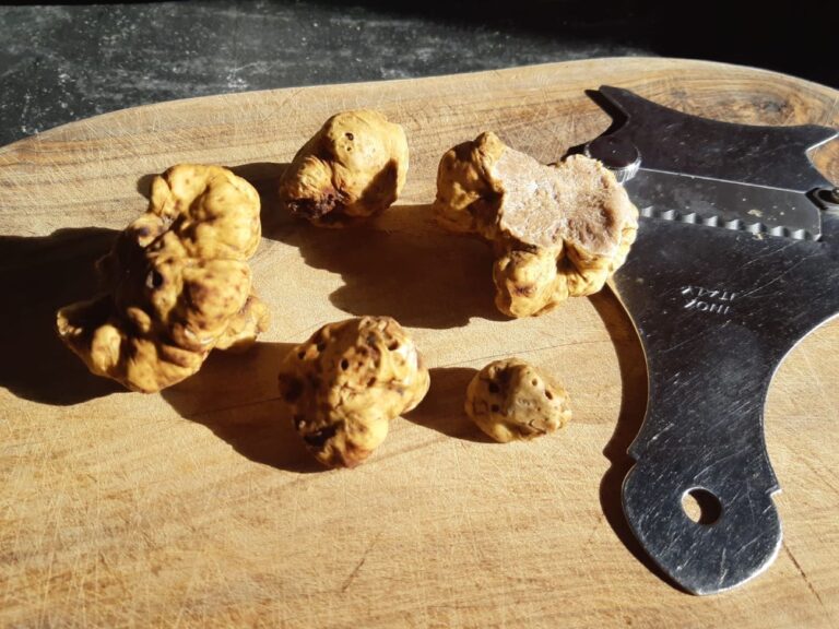 Tartufi liguri, approvati gli indirizzi per la tutela e la valorizzazione del patrimonio tartufigeno