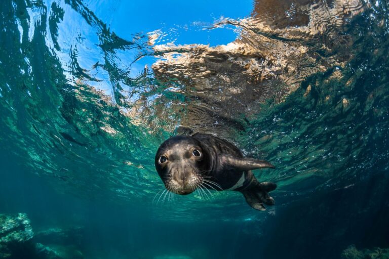 Santuario Pelagos, dal 3 marzo al 3 maggio 2025 mostra fotografica al Porto Antico