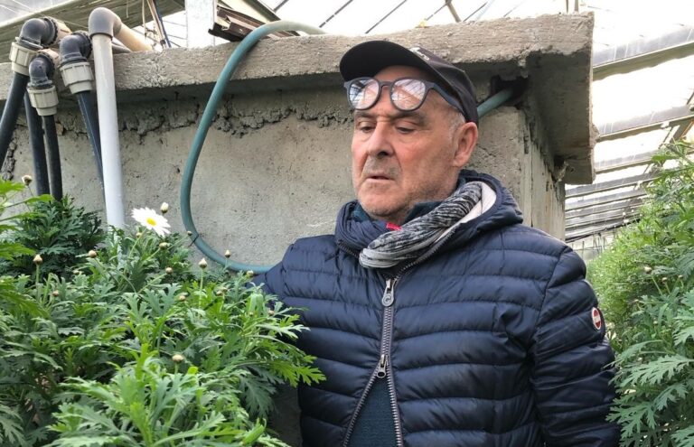 Margherite fuori suolo e vendute fuori stagione: l’innovazione dell’azienda imperiese Ercole Barone