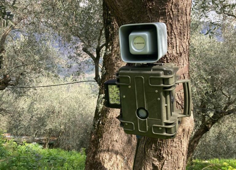 Olivicoltura 4.0: a Imperia sensori e nuove tecnologie al servizio degli agricoltori