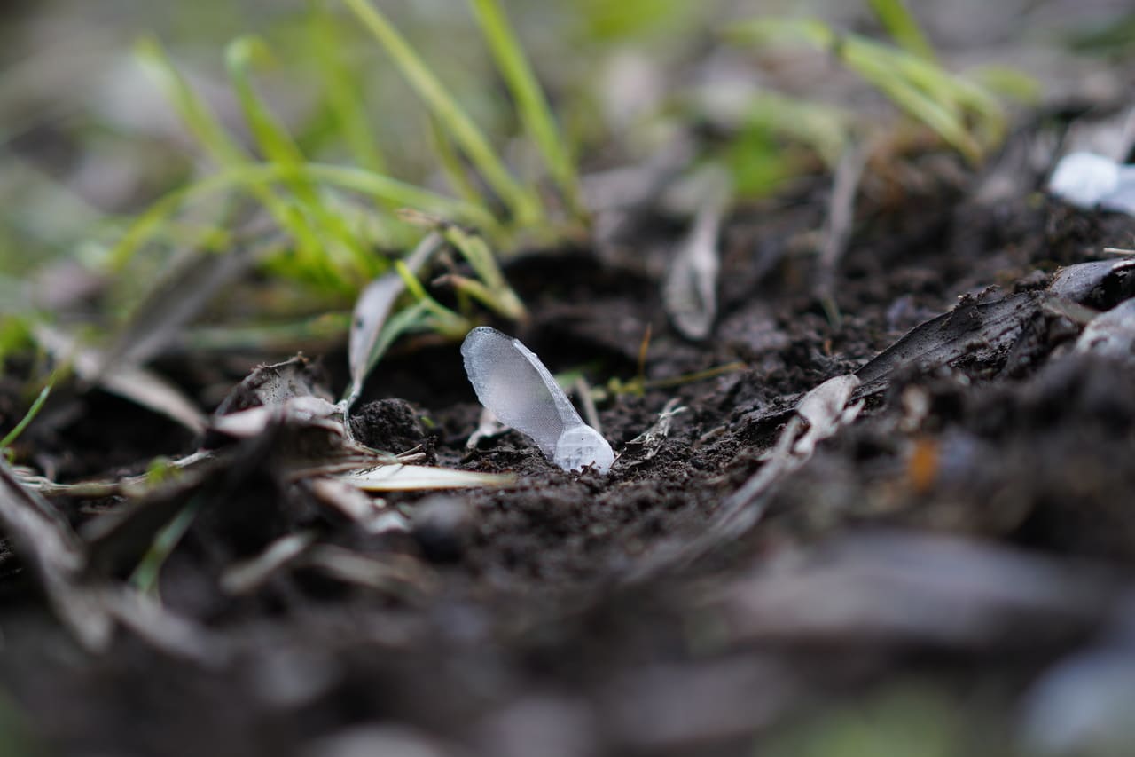 A Euroflora 2025 i prototipi dell’Iit su bioplastiche, smart materials e tecnologie bio-ispirate