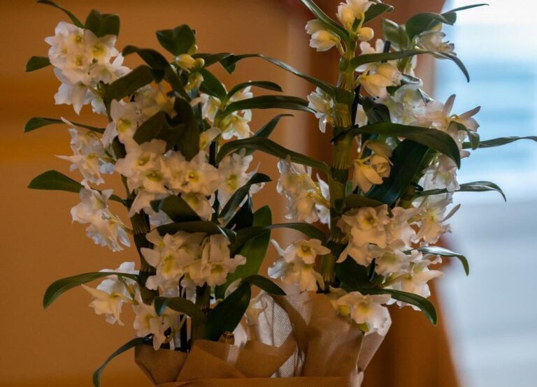 L’Orchidea Dendrobium Nobile “Il Fiore Dono della Vita” presentata oggi a Genova