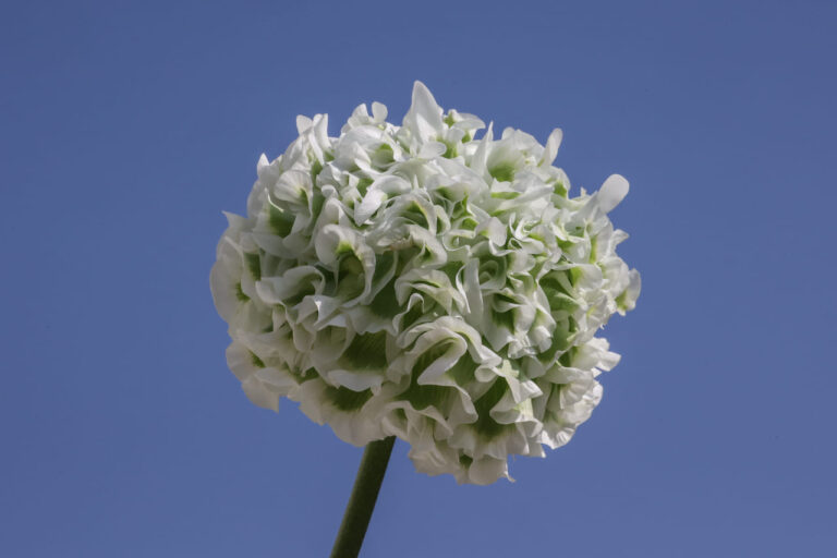 A Euroflora 2025 “Giannina”, un nuovo fiore dedicato all’ospedale pediatrico Gaslini