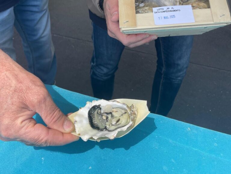 Ostriche verso l’Iva al 10%, Lupi (Riviere di Liguria): “Alla Spezia allevamenti di altissimo livello. Grande occasione di slancio per il settore”