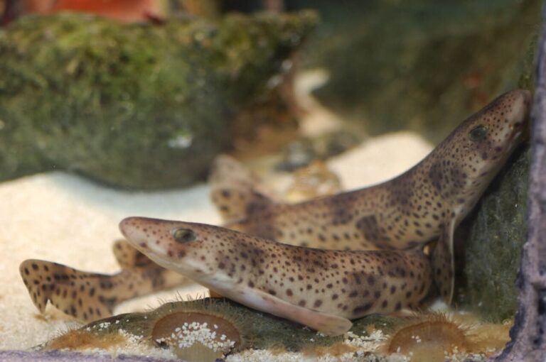 A Slow Fish appuntamenti e laboratori per la salvaguardia degli squali