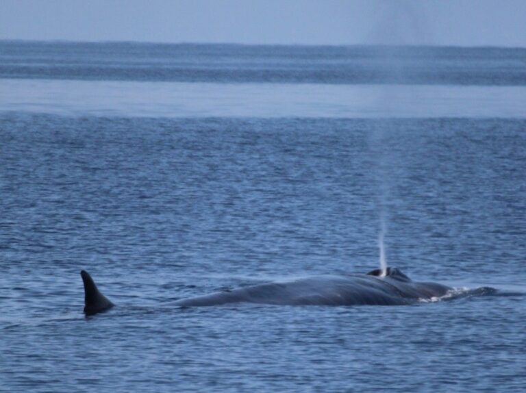 Al via la diciannovesima stagione di “Monitoraggio cetacei nel Santuario Pelagos”