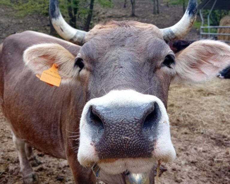 Agricoltura, il 14 giugno a Serra Riccò torna il Festival della mucca cabannina