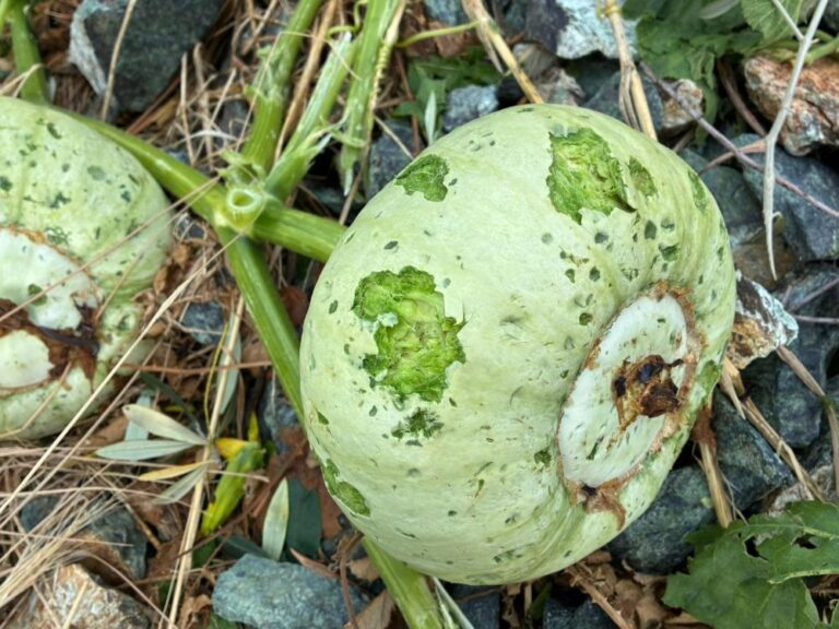 Grandinata su Arenzano, Coldiretti raccoglie le segnalazioni delle imprese danneggiate