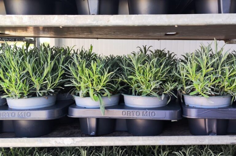 Cia Savona in tour tra le aziende agricole per dare voce ai produttori e alle piccole imprese