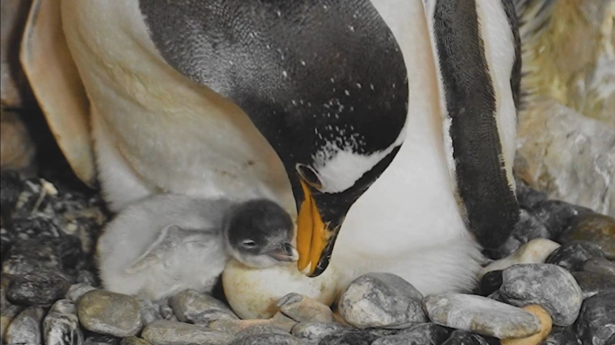 Acquario di Genova, nati tre pulcini di pinguino Acquario di Genova, nati tre pulcini di pinguino