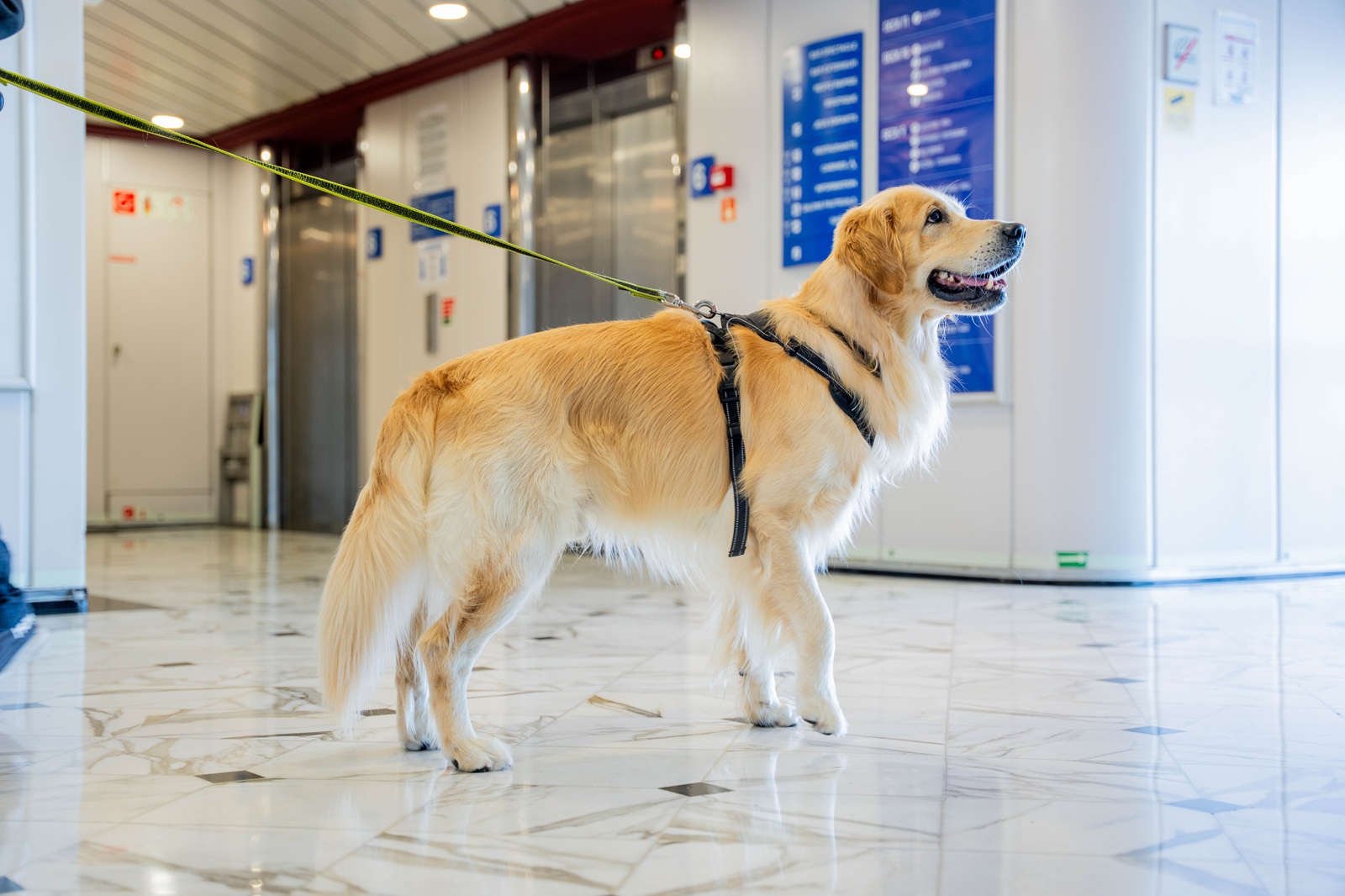 Gnv avvia la partnership con Innovadog