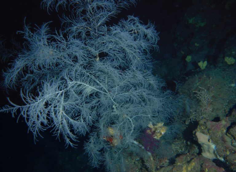 A Genova due Summer School che insegnano a riconoscere spugne e coralli minacciati dall’aumento delle temperature